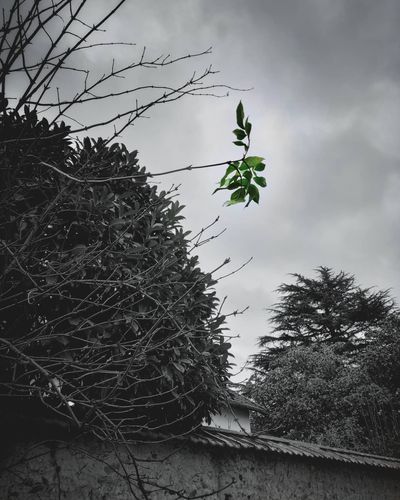 The leaves that could

#leaves #blackandwhite #green #filter