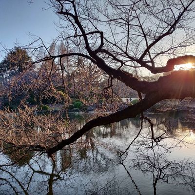 Playing with the sunset

#japan #tokyo #park #sunset #water #reflection #landscape #nature #tree