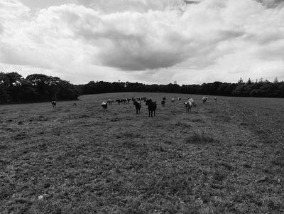 On my path to monochrome

#field #cow #landscape #nature #blackandwhite #monochrome