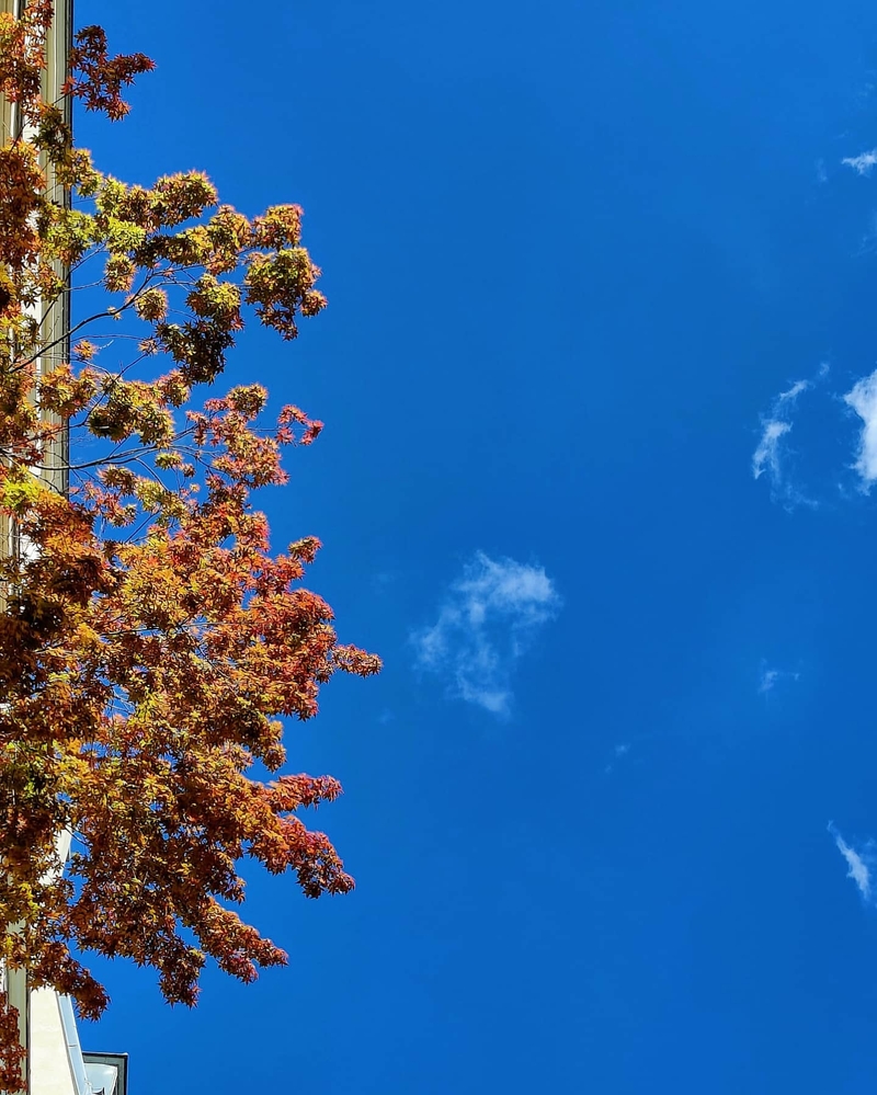 Fall colours will be missed

#fall #leaves #sky #landscape