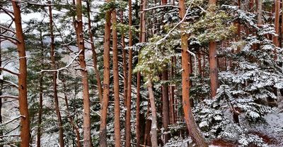 Deep in the forest (...not really, I was just following a path)

#japan #forest #tree #winter #snow #nature #landscape