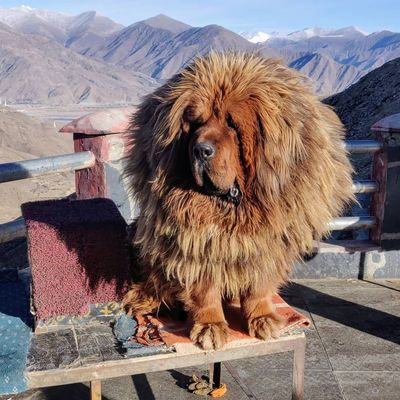 One of the biggest dog in the world, but still one of the cutest (the second picture is juste a pup I found sleeping)

#china #tibet #dog #mastiff #tibetanmastiff #cute