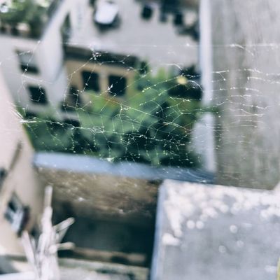 I always thought there was something strangely satisfying with webs; sadly, the spider was nowhere to be seen.

#spider  #web  #spiderweb #blur #focus