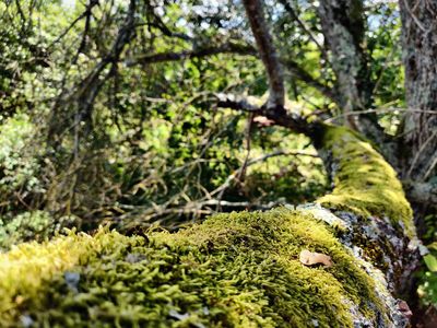 It's all about the moss

#tree  #nature #green  #moss