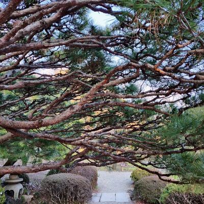 Yet another tree 🍁

#japan #tokyo #shinjuku #park #garden #tree #nature
